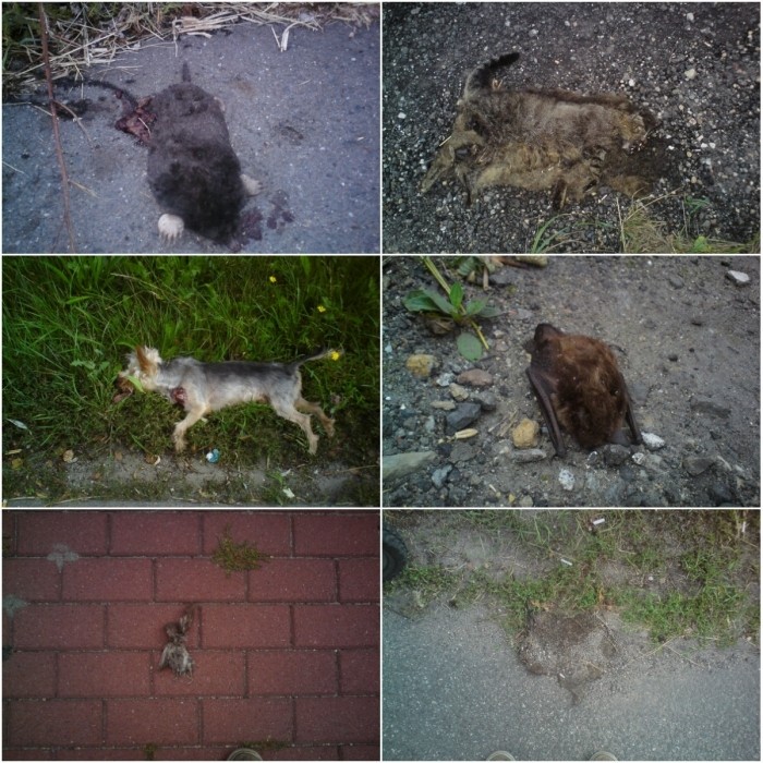 Fotki z wycieczki rowerowej.Kat.Przejechane