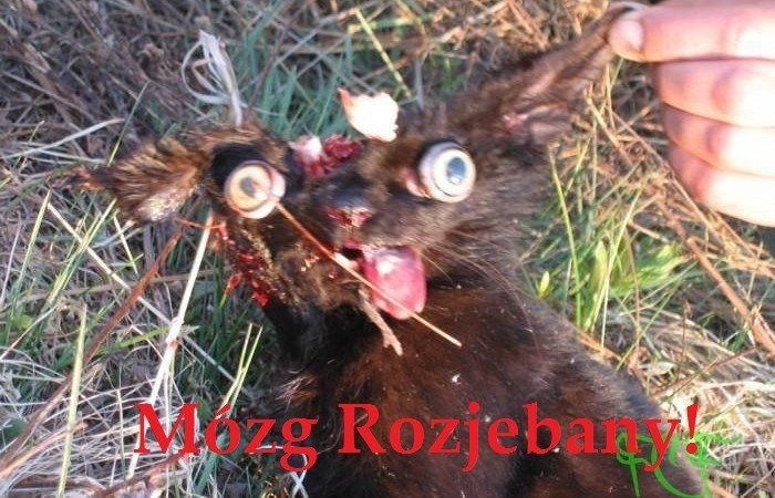 Mózg Rozjebany