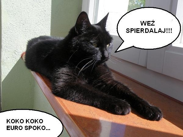 Koko