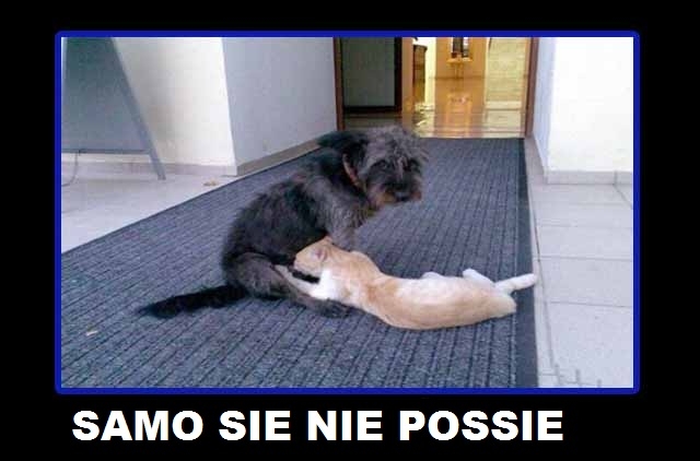 Samo sie nie possie