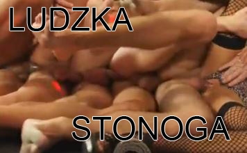 LUDZKA STONOGA