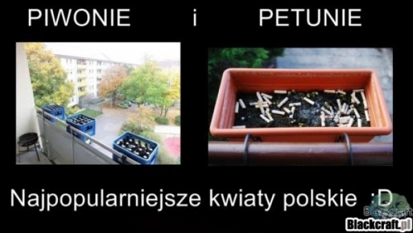 Piwo i petunie