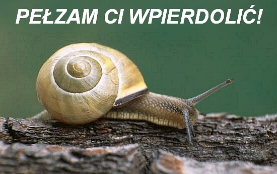 Ślimak
