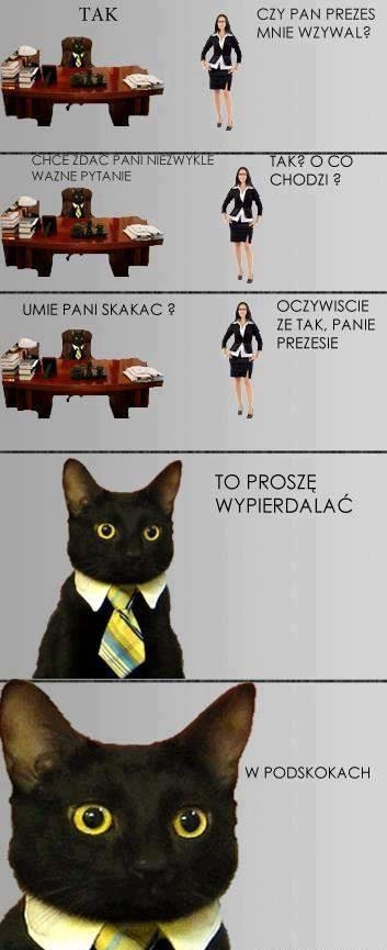 kot szef
