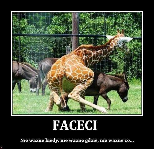 Faceci