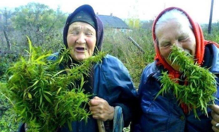 ganja