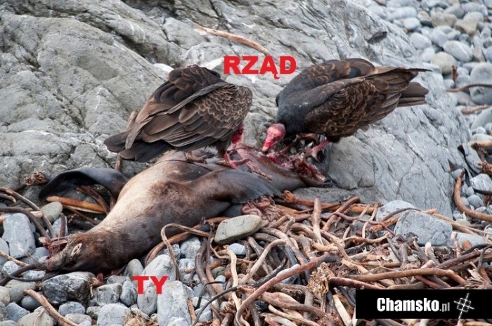 Spo?ecze?stwo vs Rz?d
