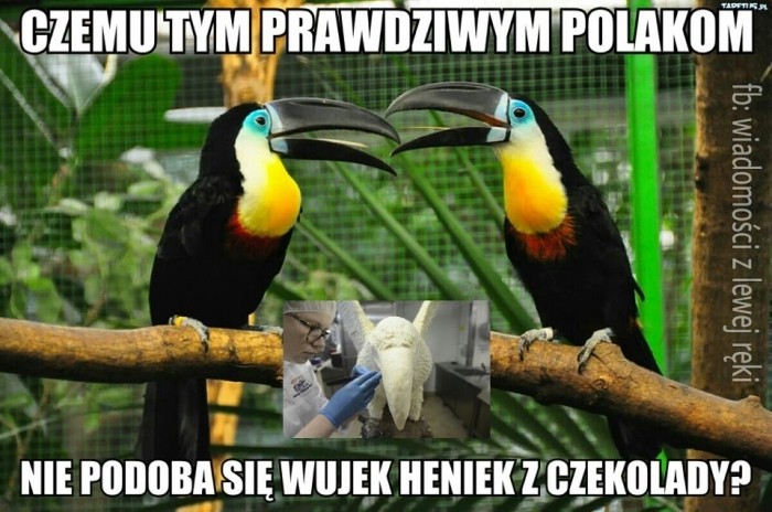 tukan i morze