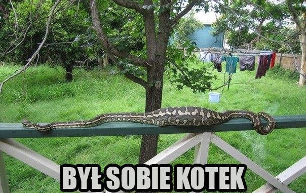Był sobie kotek