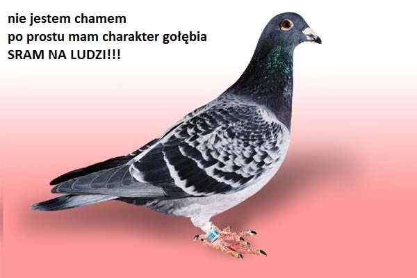 Cham