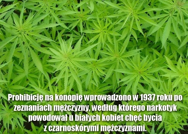 Wszystko przez czarnych...