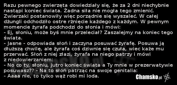 Zwierz?tka