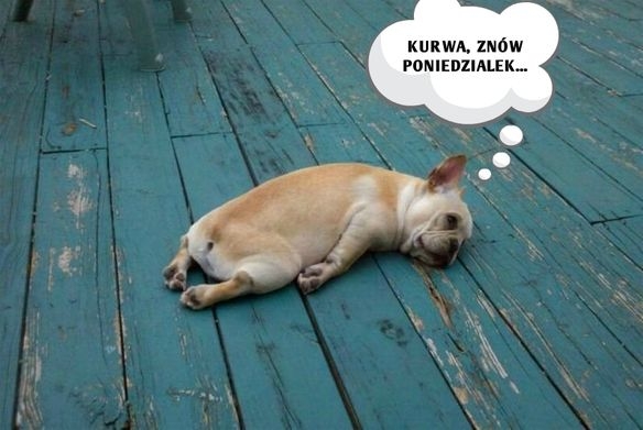 Kurwa znów poniedzia?ek