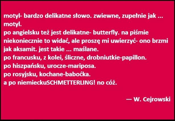 Motyl