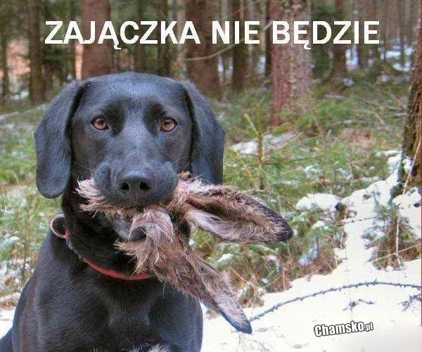 Zajączka w tym roku nie będzie