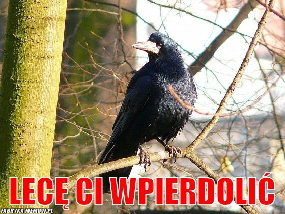 Lec? Ci wpierdoli?