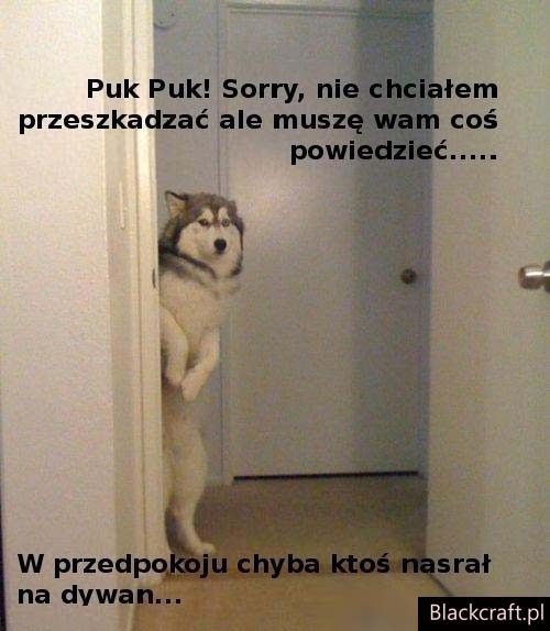 puk puk