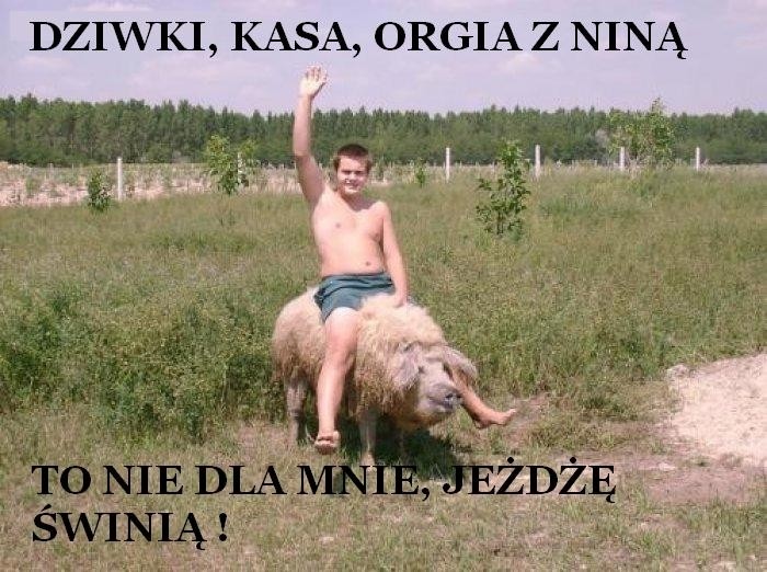 świnia