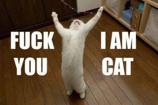 IM A CAT!