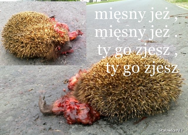 mi?sny je? ty go zjesz