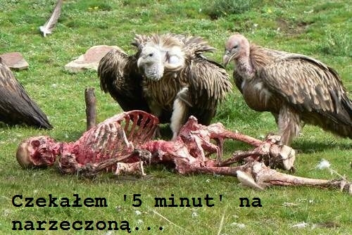 Oczekiwanie...