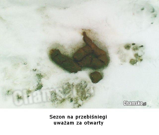 Przebi?niegi