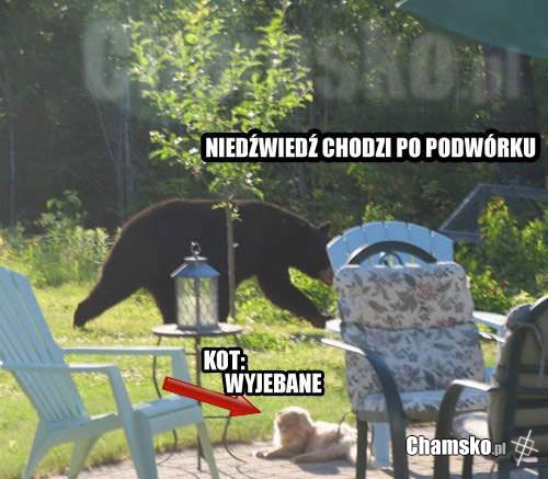 Kot