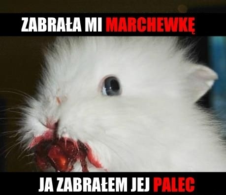 M?ciwy królik