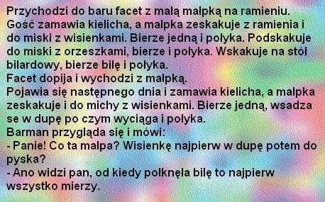 małpka w barze