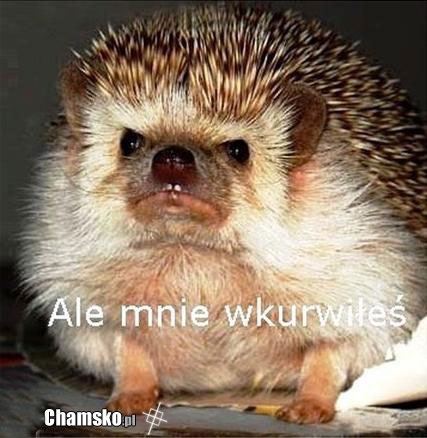 Z?y je?