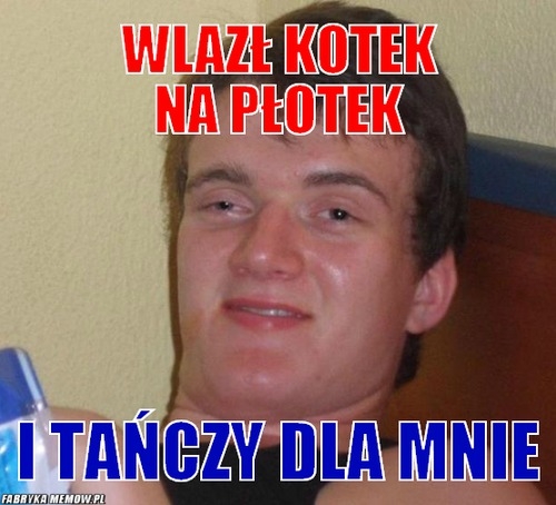 kotek