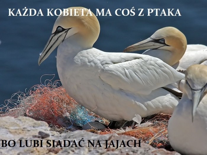 ptak głuptak