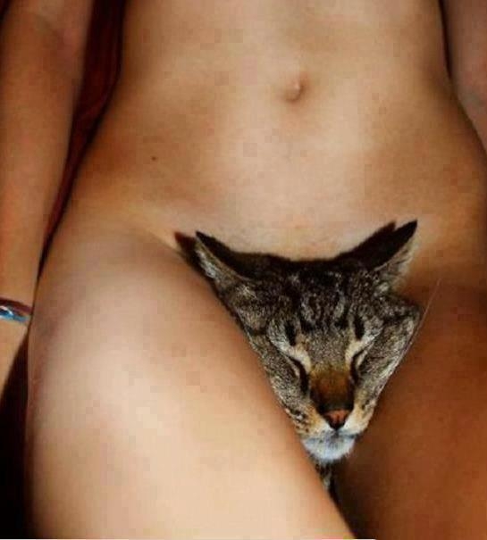 KOTEK