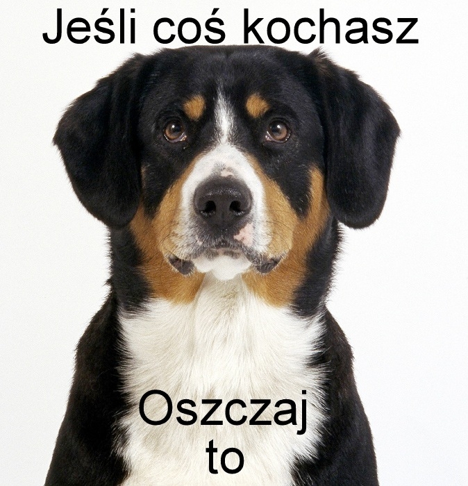 Psie przemy?lenia