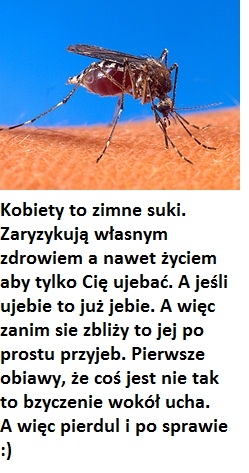 Kobieta jest jak komar