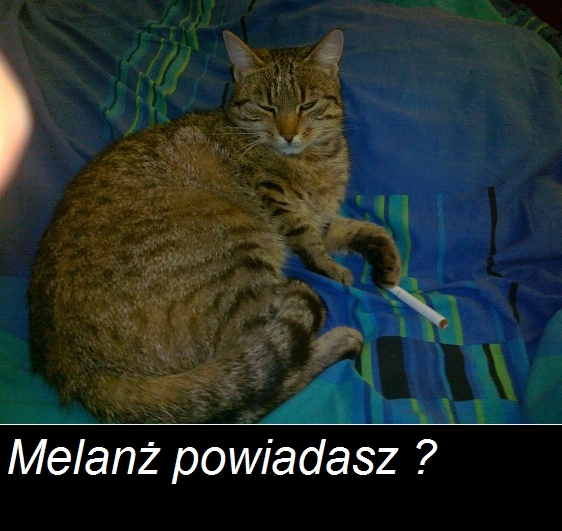 kot i melanż