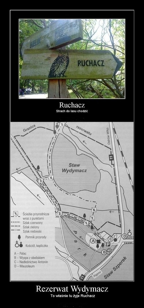 Ruchacz z rezerwatu Wydymacz