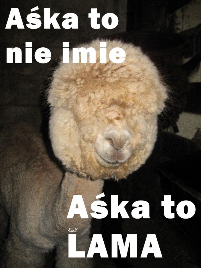 LAMA d