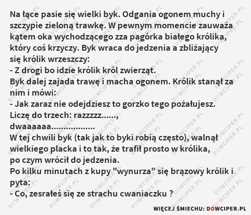 Królik król łąki
