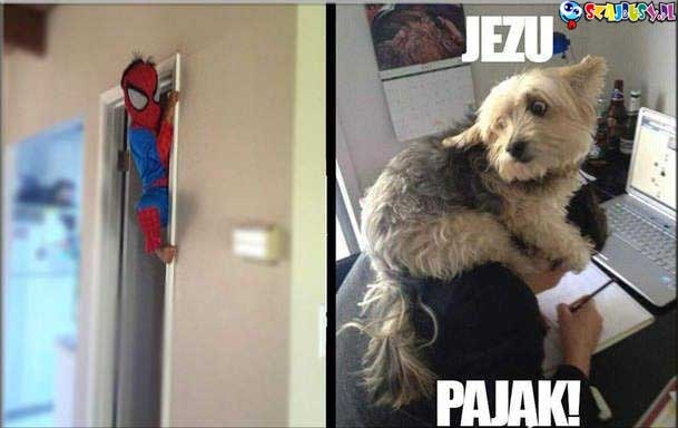 Jezu pająk