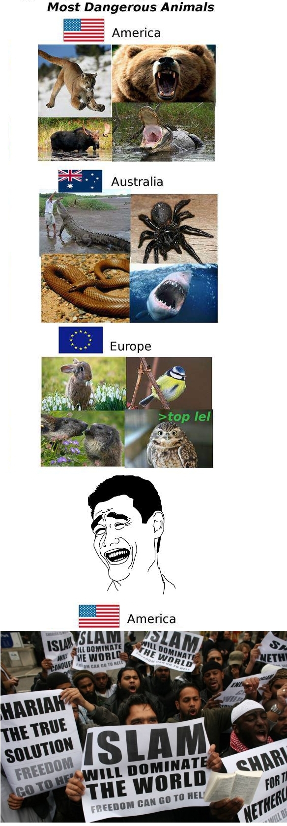 Zwierzete w ameryce