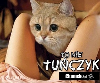 To nie tu?czyk! To chamsko.pl!