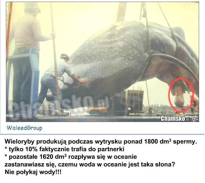 wieeeeloryb