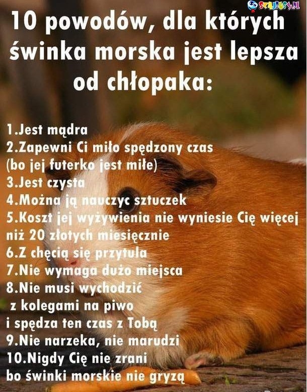 10 powodów wy?szo?ci ?winki nad facetem