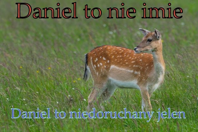 Daniel