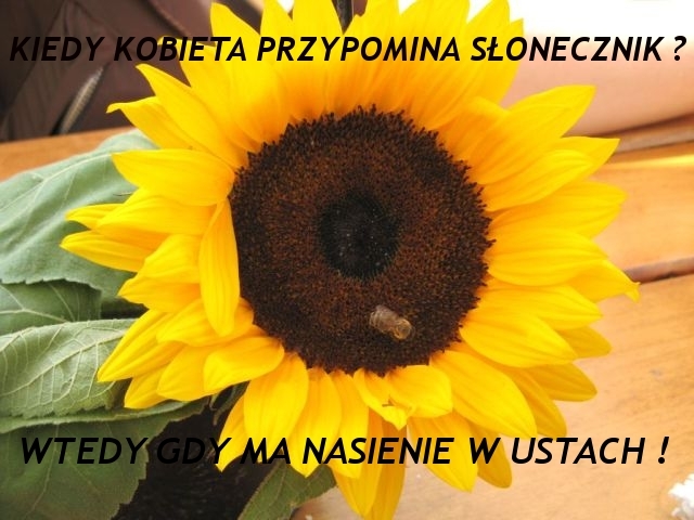 S?onecznik