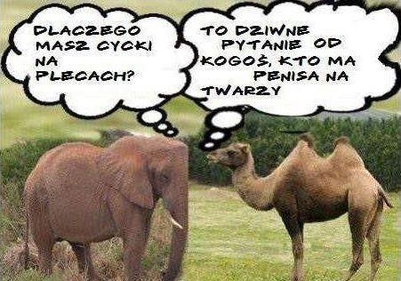 Tymczasem na łące...