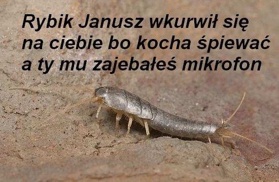 rybik
