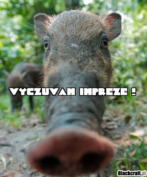 Wyczuwam impreze