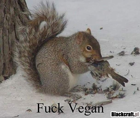 Fuck vegan